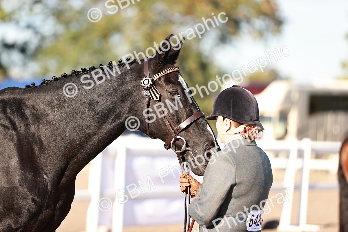 SBM_11202 - Class 401 - IH  Veteran horse
