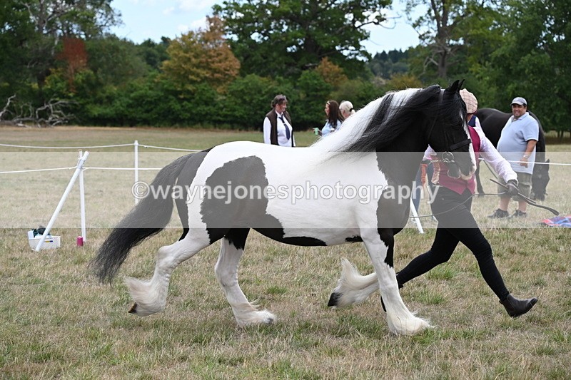 WJ6_5395 - Class 18 In-hand Coloured