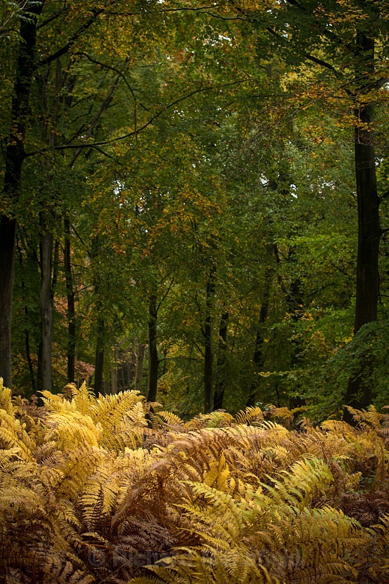  - Autumn