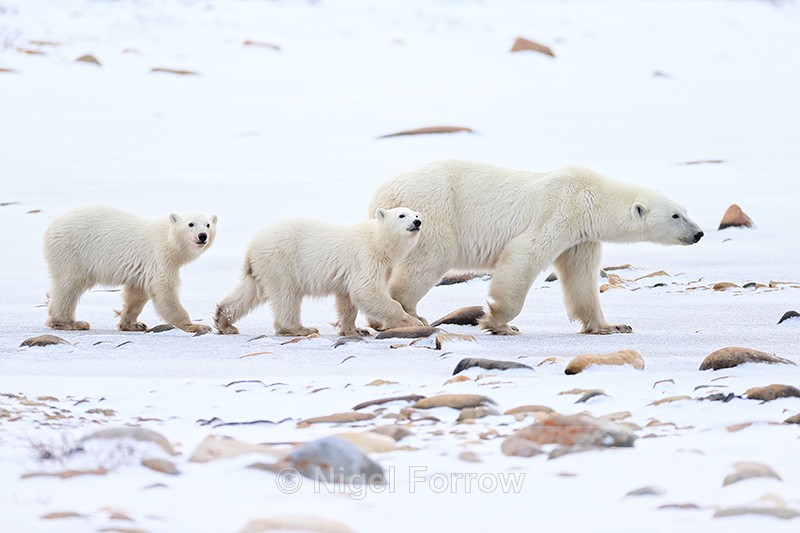 Polar Bear family, Churchill, Canada - Polar Bear