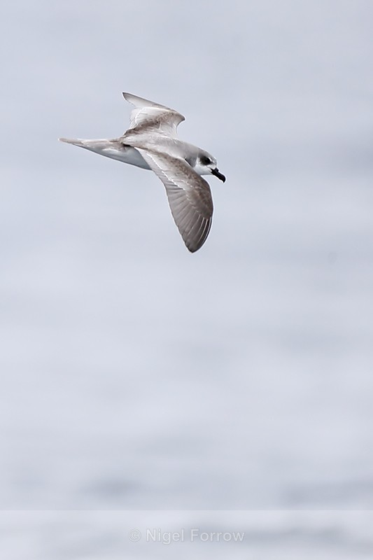 Masatierra Petrel showing upper wings, Pacific Ocean, Chile - Masatierra (De Filippi's) Petrel