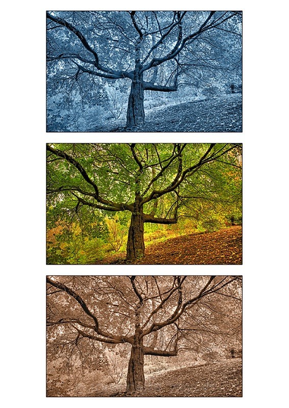 Three TreesTriptych 1 - TREES, FLOWERS AND PLANT PHOTOS