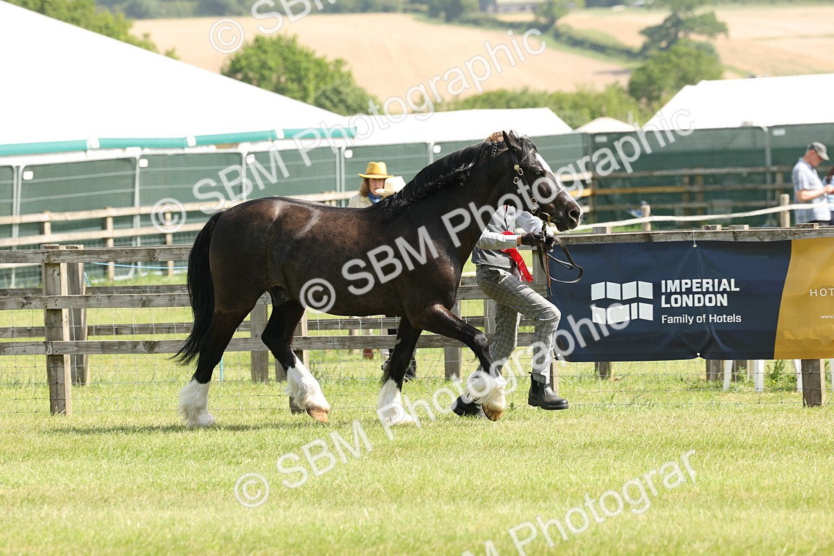 SBM_02342 - Class 6-13 - Mountatin and Moorland In Hand Welsh Breeds