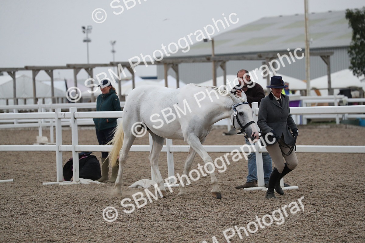 SBM_18344 - Class 318 IH Part bred Horse/Pony