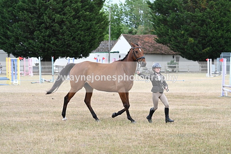 WJ7_9986 - Class 5a Most Handsome Gelding (above 14.2hh)
