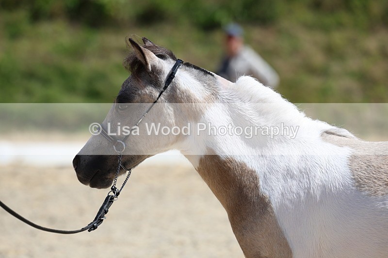 3E7A9480 - Class 30: Mnititature Horse