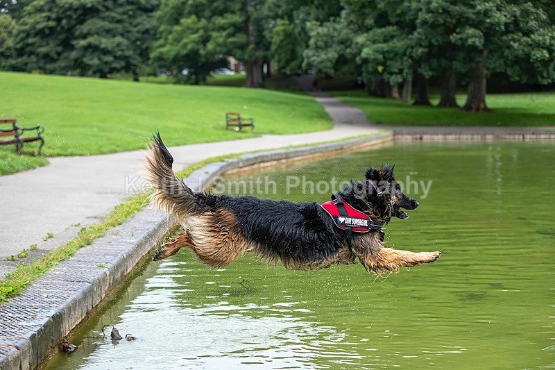 0KJS4657 - Dogs in Abington Park