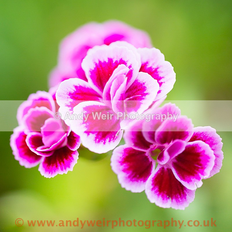 20150628-3K8A8939 - Plants & Flowers