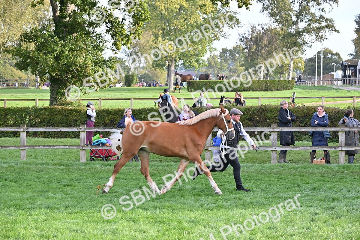 SBM_55291 - S44 - Youngstock In Hand