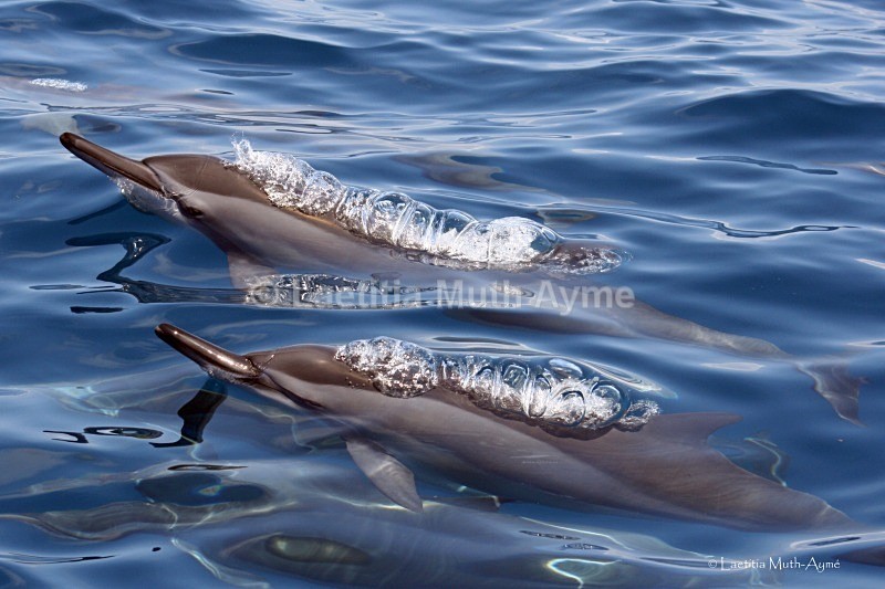 IMG_7793 Mayotte - Marine wildlife