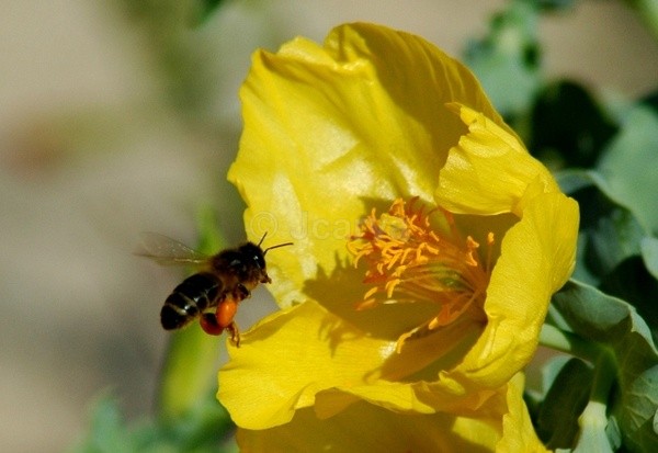 Coming in! - Insects and Spiders