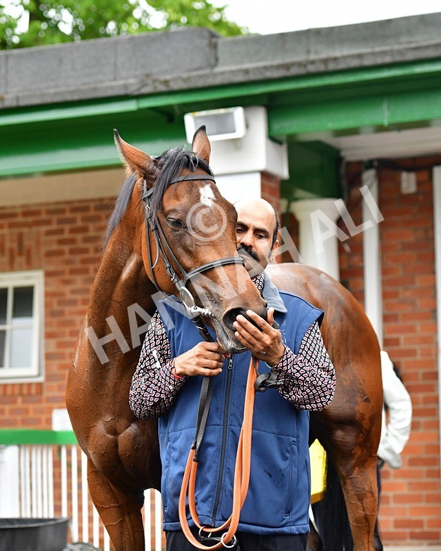 170625-Race 1-Royal Fixation-3523 - Race 1