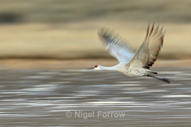 Sandhill Crane flying slow panning shot, Bosque del Apache, New Mexico - Sandhill Crane