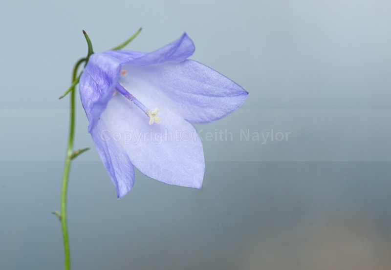 Harebell - Latest Work