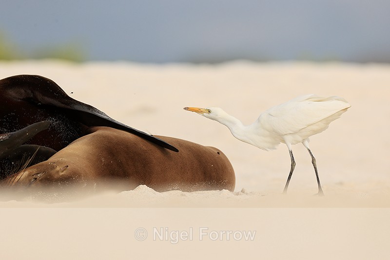 Cattle Egret eyes insect flying over Galapagos Sea Lion, Espanola - Cattle Egret