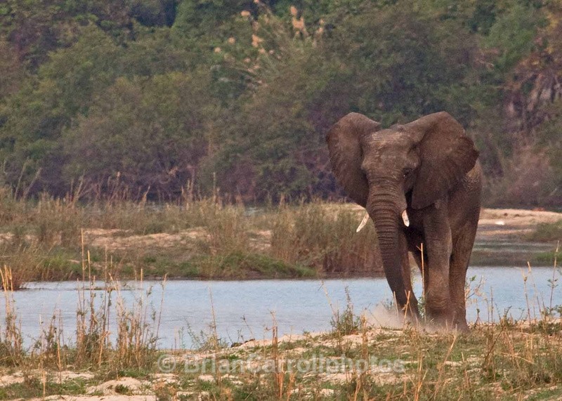 Chobe National Park Botswana - African Safari Tour 09 Zambia, Botswana,Namibia & South Africa