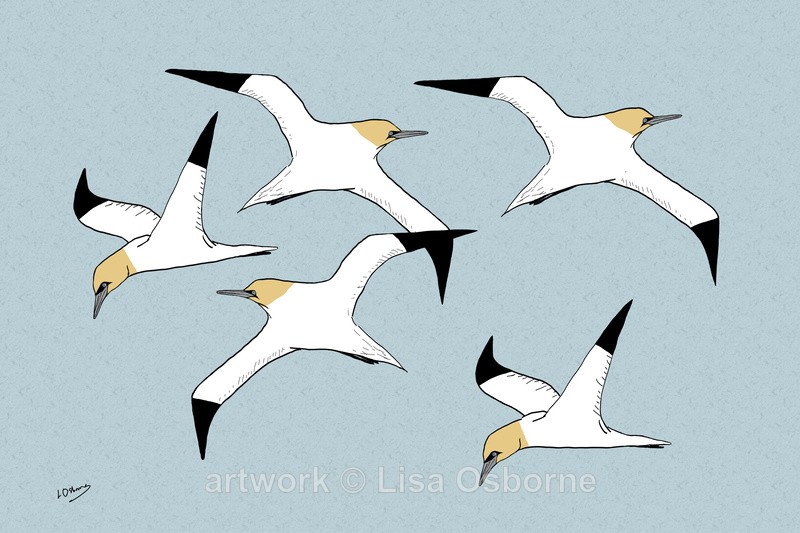 Gannets - DIGITAL ARTWORK
