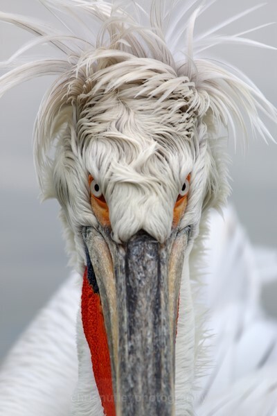  - Birds of Britain and Europe