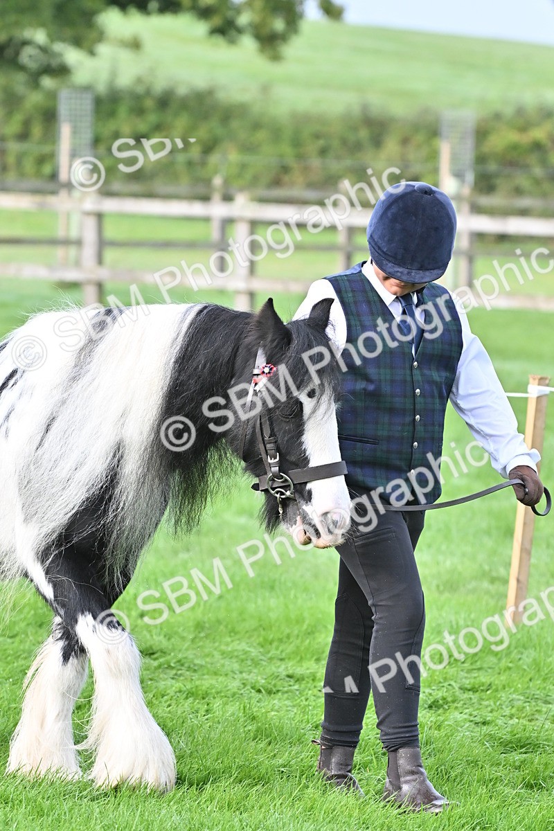 SBM_56859 - S45 - Coloured Pony In Hand