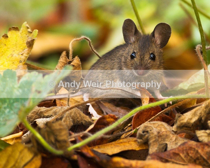 20101113_3199 - Wood Mouse