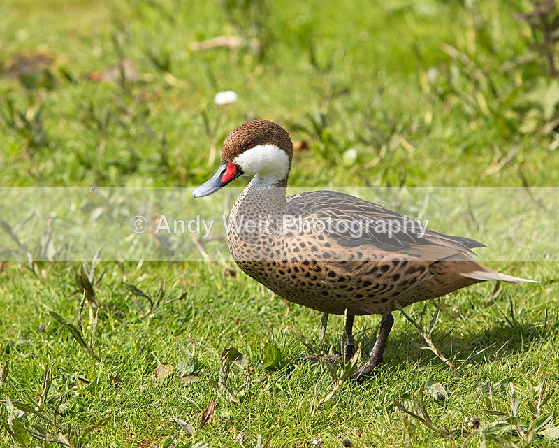 20140419-3K8A0435 - Captive Birds