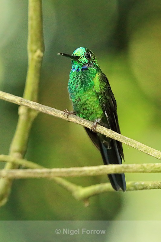 Green-crowned Brilliant (male) flashing, Costa Rica - Green-crowned Brilliant