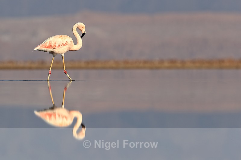 Chilean Flamingo reflection, Laguna Chaxas, Chile - Chilean Flamingo