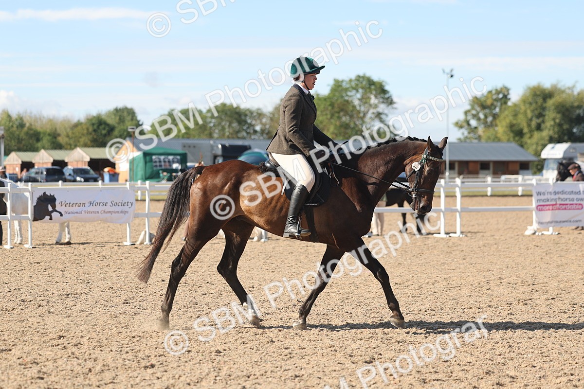 SBM_13052 - Class 305 - Ridden Foreign Breed Pure Bred