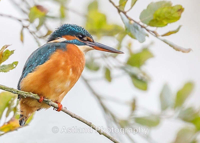 Astland Photography, Bird and Wildlife Images, Susan and Peter Wilson, U.K.