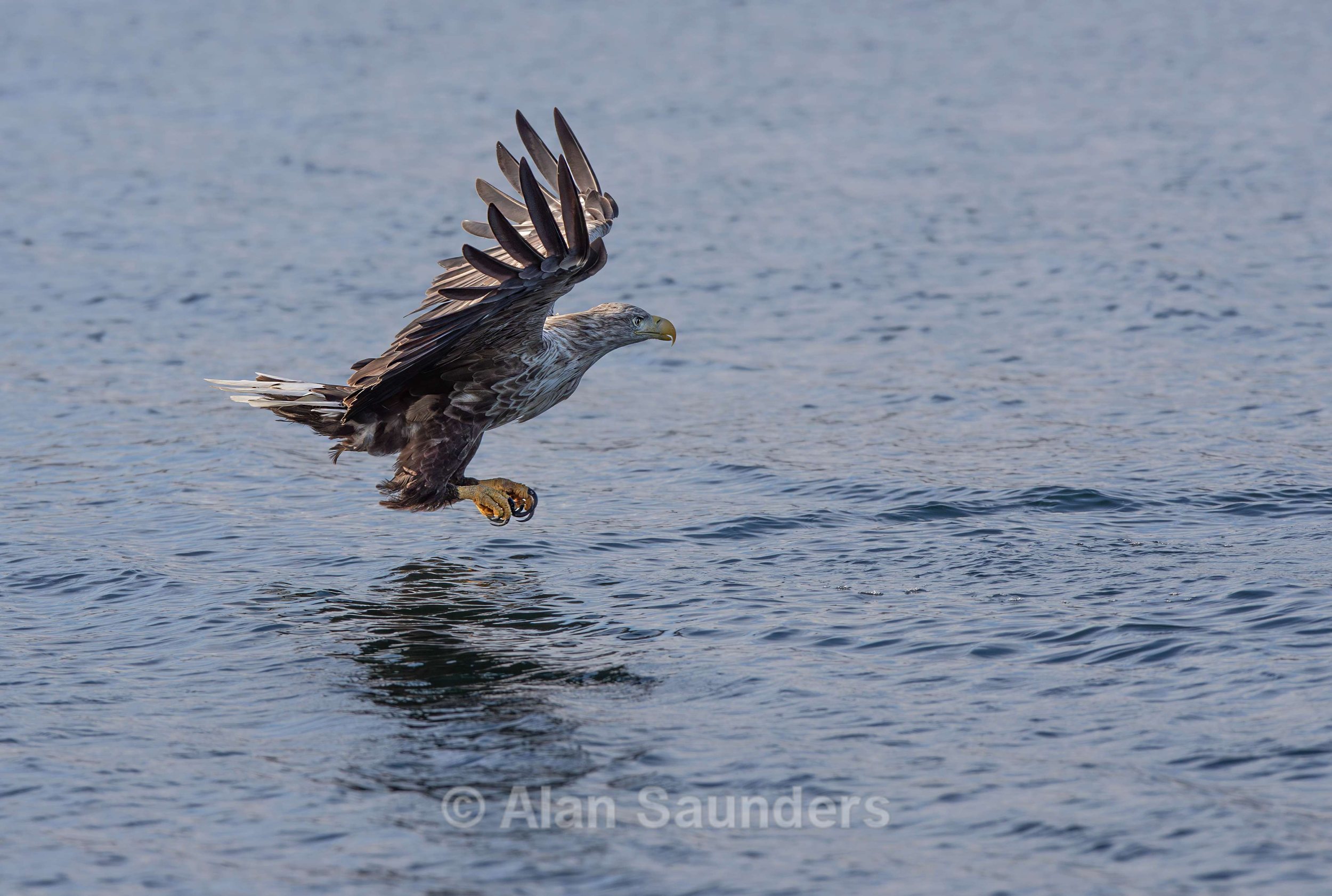 White Tailed Eagle 90