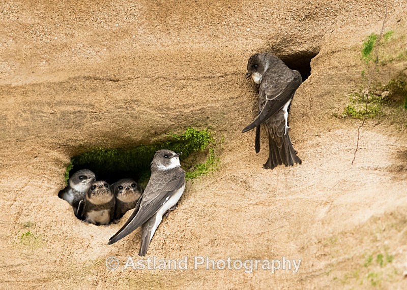 Astland Photography, Bird and Wildlife Images, Susan and Peter Wilson, U.K.