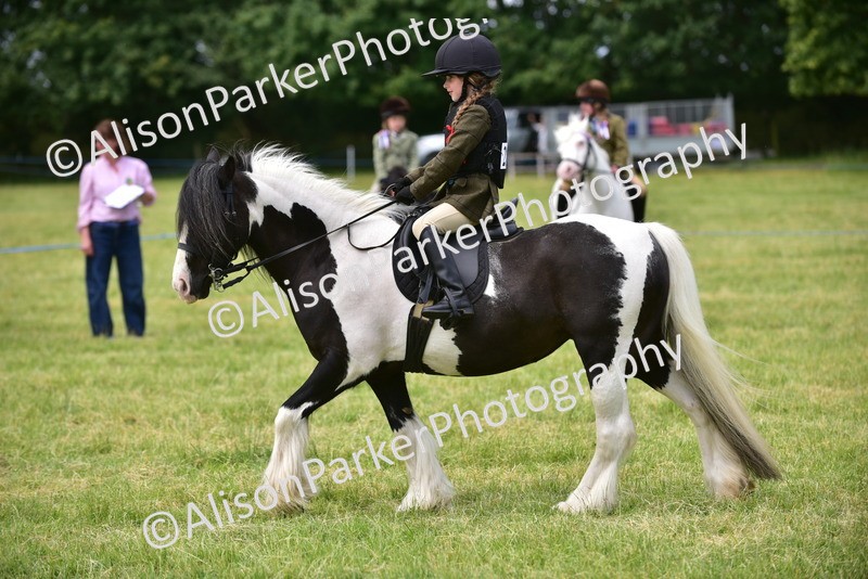 20260614-3664 - Class 15 - Prettiest Mare