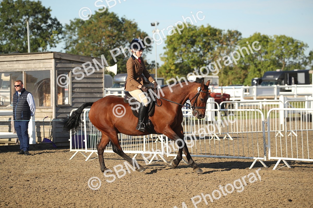 SBM_11532 - Class 502 - Riding Club Horse