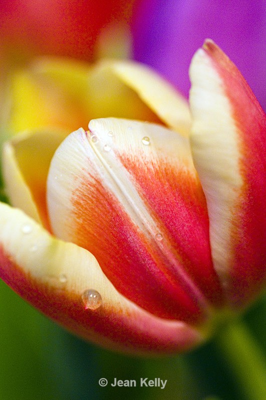 Flower - 6358 - Pink