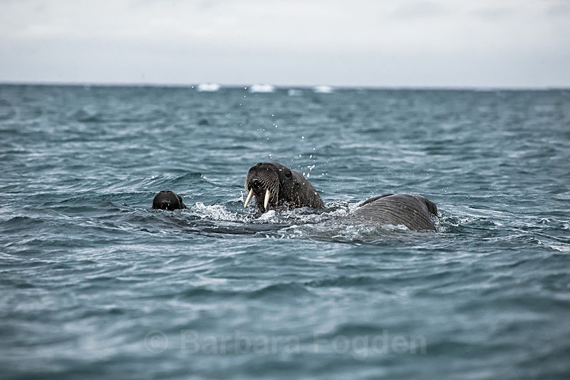 Walrus 8653 - Trip with MS Expedition August 2016