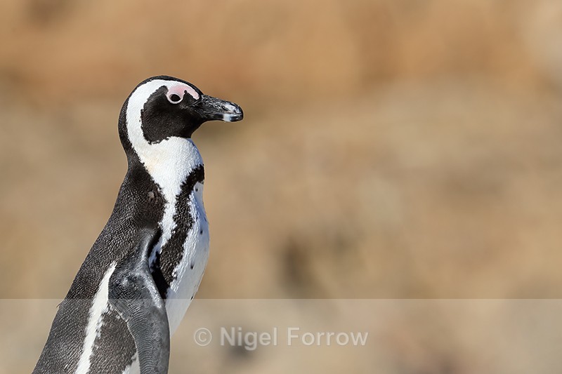 African Penguin passes close by, Betty's Bay, South Africa - African Penguin