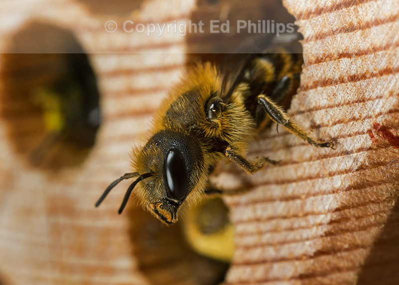 Osmia leaiana (f)
