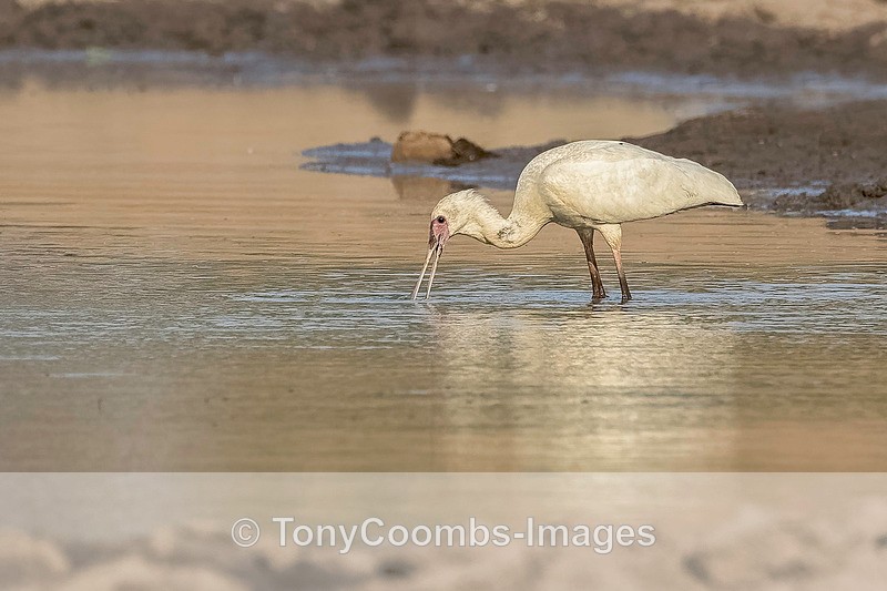 African Spoonbill - Mana Pools ~ The Birds