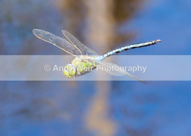 20160704-3K8A5736 - Dragonflies & Damselflies