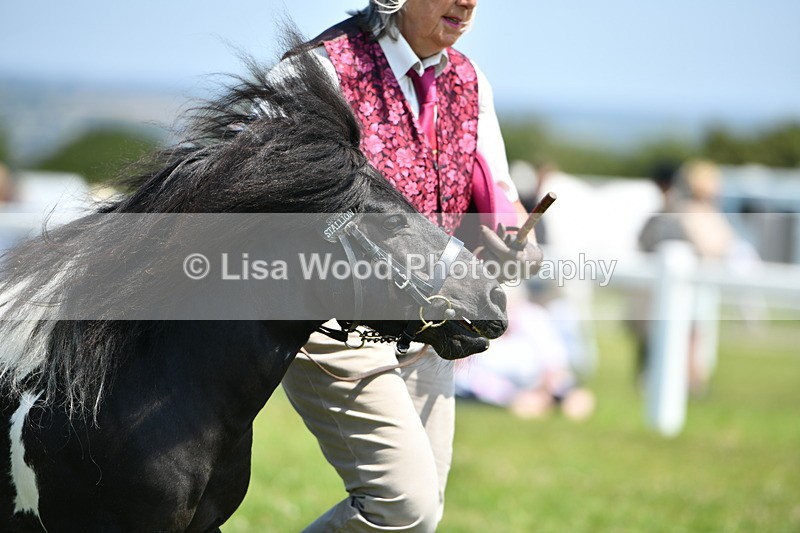 DSC_7731 - Class 64: Coloured Pony 4yrs & over