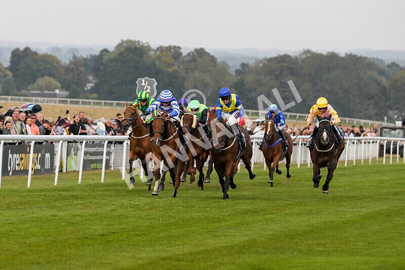 310824-Race 8-This Years Love-2344 - Race 8