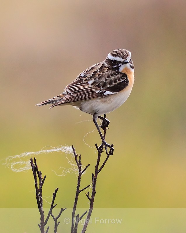 Whinchat (male) perched on top of a bush on Islay - Whinchat