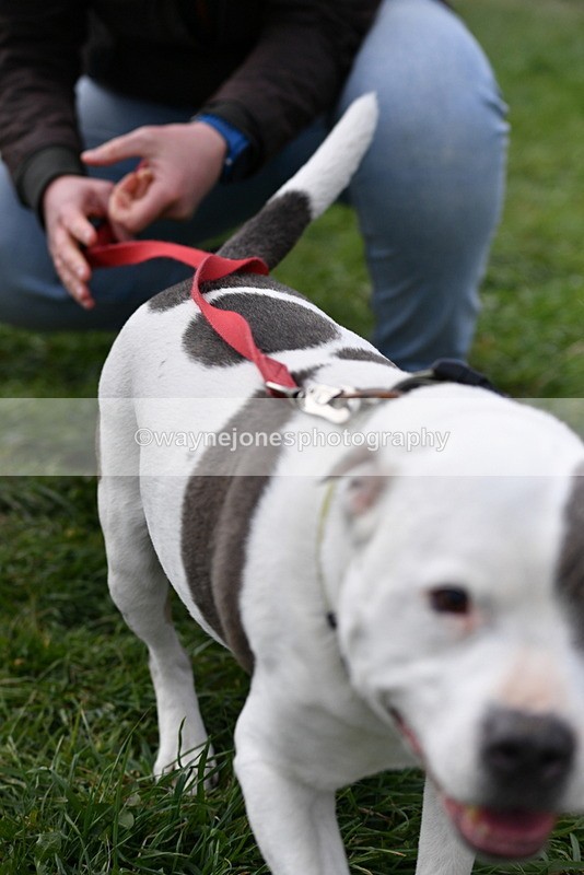 WJ5_0005 - Class 5 Best Veteran / 7 years & over