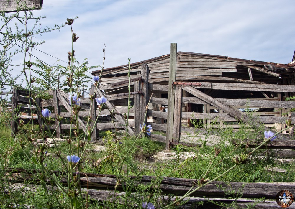 The Lancaster Stockyards | Blossoms - Lancaster Stockyard