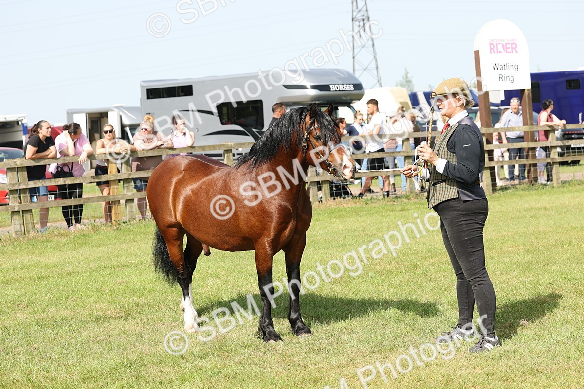 SBM_02126 - Class 6-13 - Mountatin and Moorland In Hand Welsh Breeds