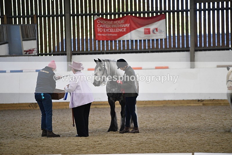 WJ5_5565 - Class 4 In hand M&M - small breeds