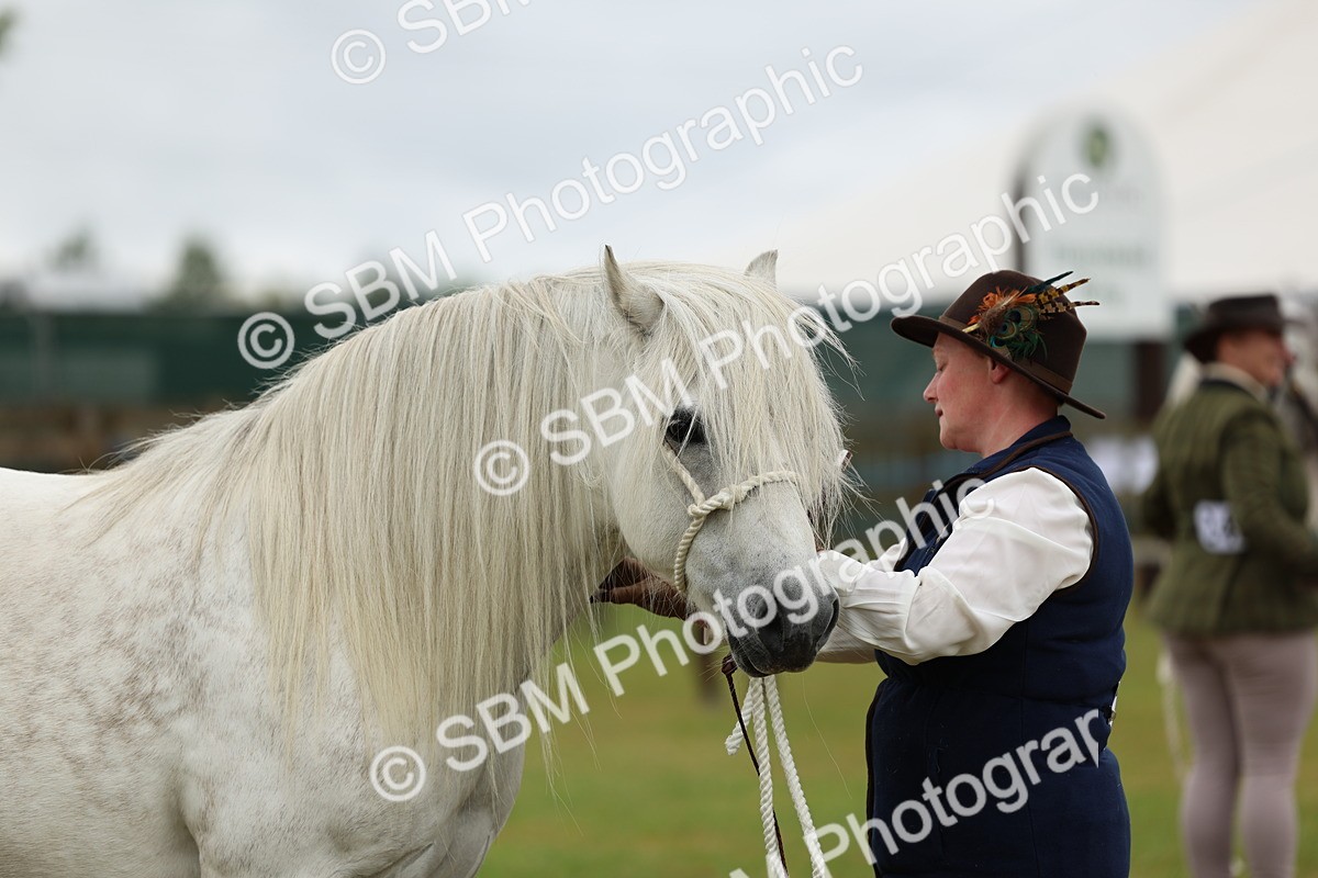 SBM_00536 - Class 58-67 - M&M Non Welsh Pony In hand