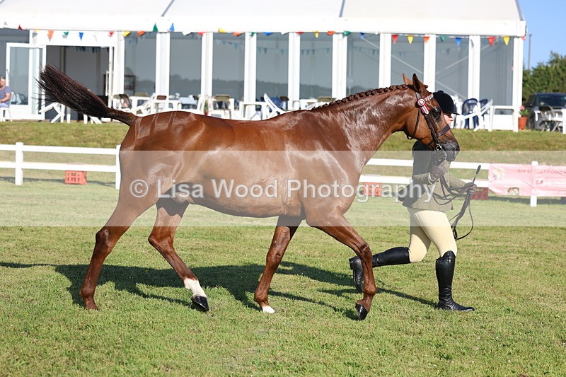 3E7A5146 - Class 1: Rising Star Small Hack/Riding Horses