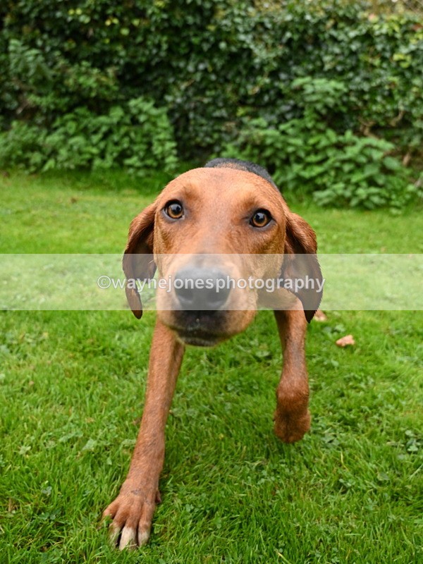 WJ7_6207 - Berks & Bucks - Children's Meet - The Old Farmhouse – Steventon.