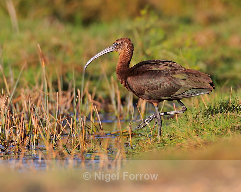 Glossy Ibis at Stanpit Marsh - Glossy Ibis